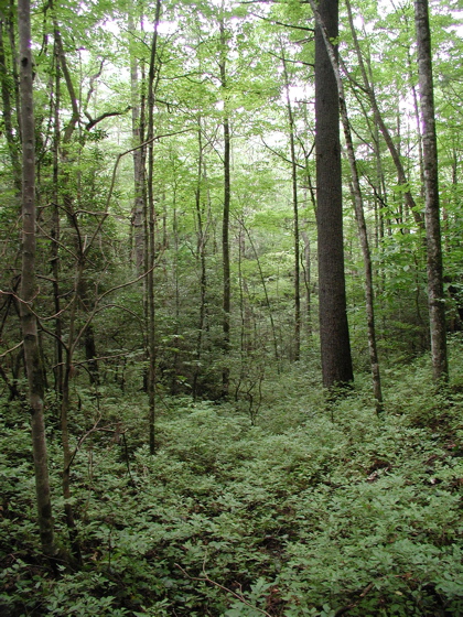 Carolina Forest